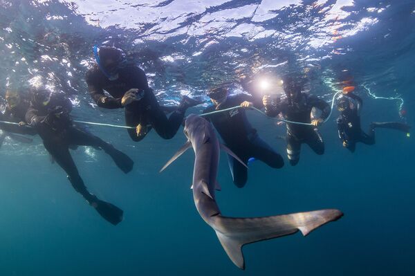 España, una tumba para los tiburones: Ni en sueños habría imaginado toparme con él - Sputnik Mundo