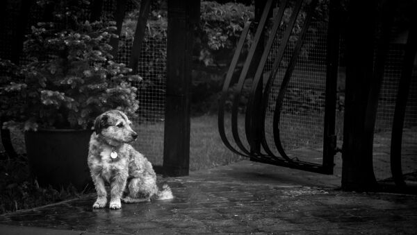 Un perrito bajo la lluvia (imagen referencial) - Sputnik Mundo