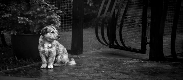 Un perrito bajo la lluvia - Sputnik Mundo