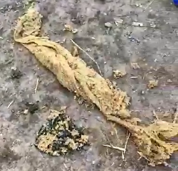 Es un crimen animal y medioambiental: el plástico de los cultivos mata a corderos del sur de España - Sputnik Mundo