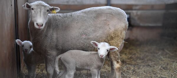Una oveja con corderos Una oveja con corderos - Sputnik Mundo