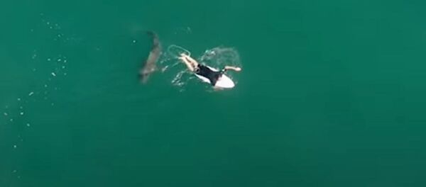 El aterrador encuentro de un surfista australiano con un tiburón - Sputnik Mundo