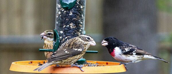Hallan un raro y espléndido pájaro mitad hembra y mitad macho | Fotos - Sputnik Mundo