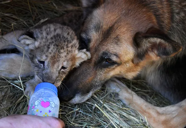 Cómo una perra se convirtió en la madre de unos cachorros de león
Cómo una perra se convirtió en la madre de unos cachorros de león
- Sputnik Mundo