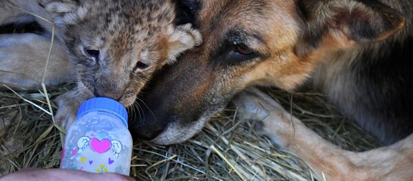 Cómo una perra se convirtió en la madre de unos cachorros de león

 - Sputnik Mundo