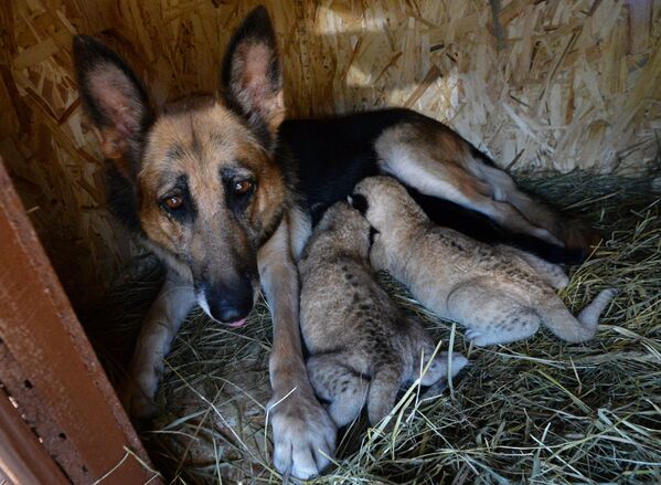 Cómo una perra se convirtió en la madre de unos cachorros de león

 - Sputnik Mundo