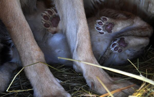 Cómo una perra se convirtió en la madre de unos cachorros de león

 - Sputnik Mundo