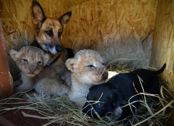 Cómo una perra se convirtió en la madre de unos cachorros de león

 - Sputnik Mundo