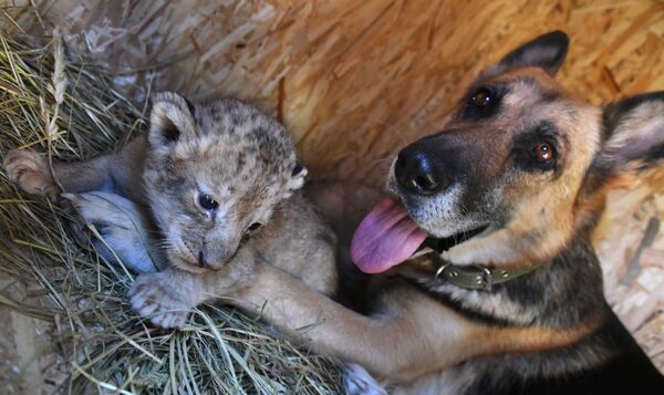 Cómo una perra se convirtió en la madre de unos cachorros de león

 - Sputnik Mundo