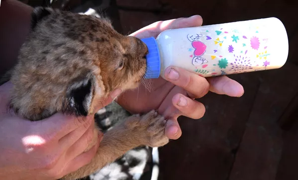 Cómo una perra se convirtió en la madre de unos cachorros de león
Cómo una perra se convirtió en la madre de unos cachorros de león
- Sputnik Mundo