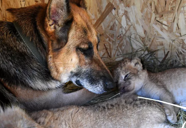 Cómo una perra se convirtió en la madre de unos cachorros de león
Cómo una perra se convirtió en la madre de unos cachorros de león
- Sputnik Mundo