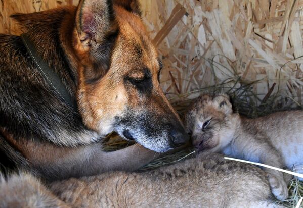 Cómo una perra se convirtió en la madre de unos cachorros de león

 - Sputnik Mundo