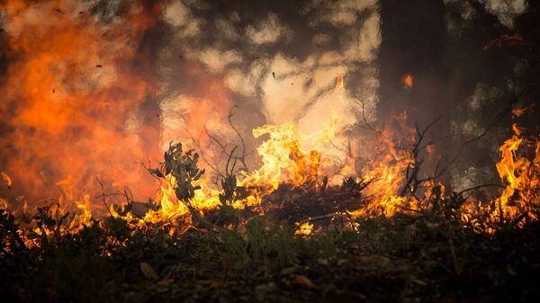 Incendio forestal (imagen referencial) - Sputnik Mundo
