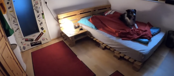 Adiestramiento canino nivel dios: no creerás lo que hace este perro Adiestramiento canino nivel dios: no creerás lo que hace este perro - Sputnik Mundo