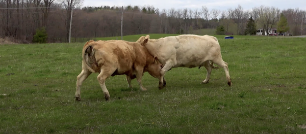 Estas vacas luchan en una feroz batalla cabeza a cabeza  - Sputnik Mundo