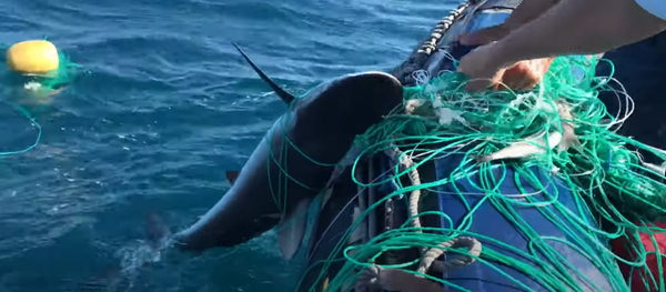 Un tiburón rescatado en Galápagos - Sputnik Mundo