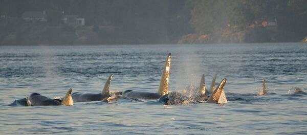 Un grupo de ballenas orcas (archivo) - Sputnik Mundo
