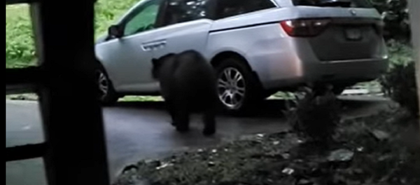 Este oso actúa como si fuera el dueño de un auto - Sputnik Mundo