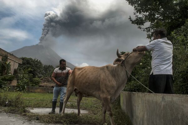 El estratovolcán Sinabung, una verdadera pesadilla para miles de personas

 - Sputnik Mundo