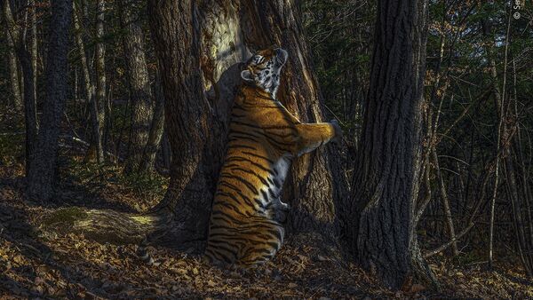 Снимок The embrace российского фотографа Sergey Gorshkov, ставший победителей конкурса Wildlife Photographer of the Year 56  - Sputnik Mundo