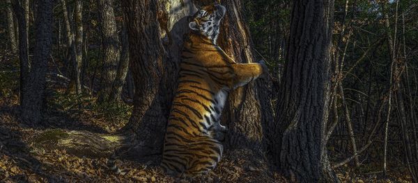 Снимок The embrace российского фотографа Sergey Gorshkov, ставший победителей конкурса Wildlife Photographer of the Year 56  - Sputnik Mundo