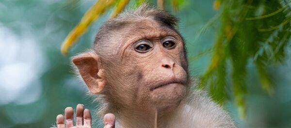 Momo (imagen referencial) - Sputnik Mundo