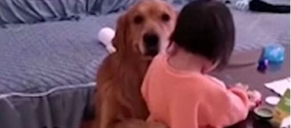 Un perro defiende a una niña - Sputnik Mundo