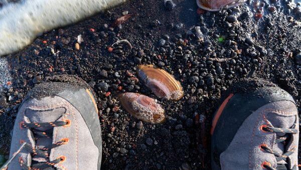 Situación ecológica en Kamchatka, Rusia - Sputnik Mundo