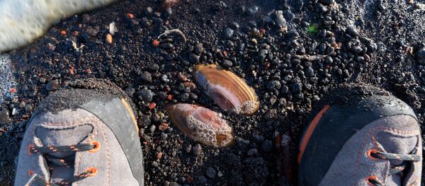 Situación ecológica en Kamchatka, Rusia - Sputnik Mundo