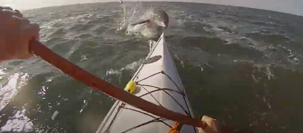 Un delfín salta sobre un kayak - Sputnik Mundo