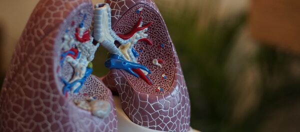 El modelo de los pulmones - Sputnik Mundo