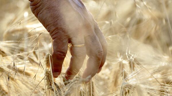 Un campo de trigo (imagen referencial) - Sputnik Mundo