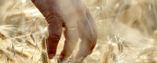 Mano entre los cultivos - Sputnik Mundo