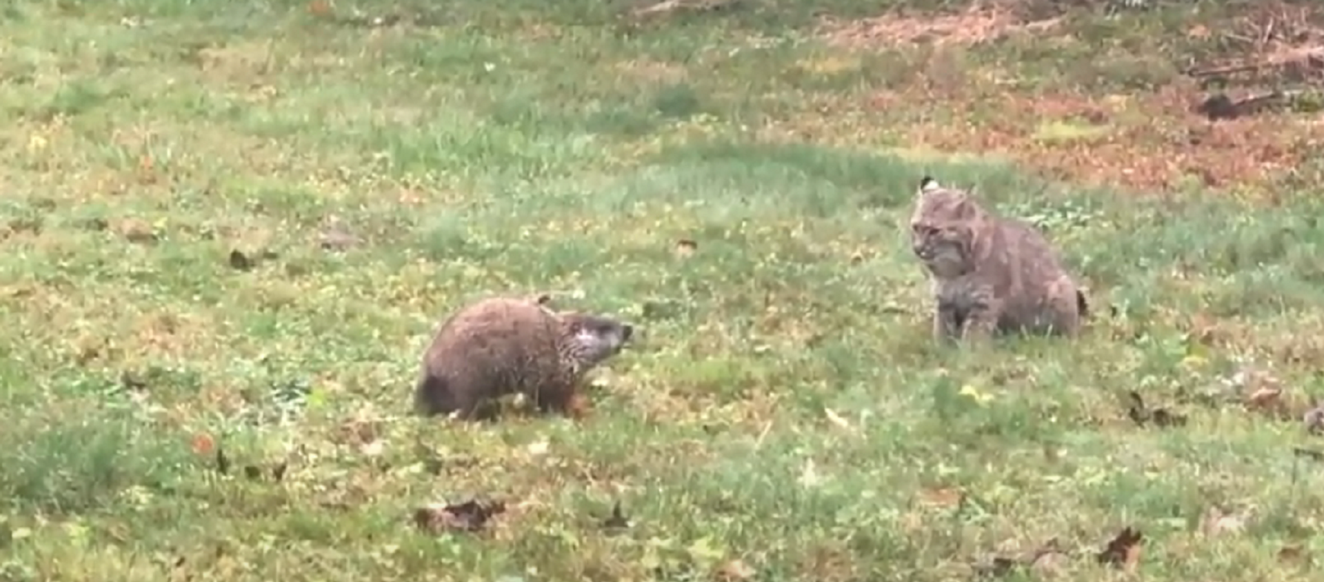 Un enfrentamiento entre una marmota y un lince: ¿cómo acabará? - Sputnik Mundo, 1920, 17.10.2020