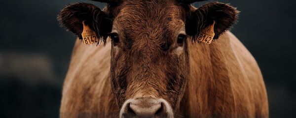 Una vaca - Sputnik Mundo