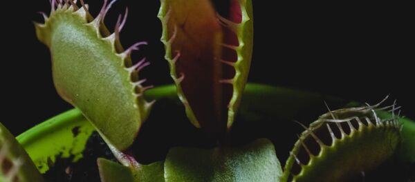 Venus atrapamoscas - Sputnik Mundo