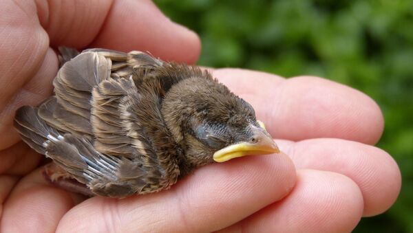 Un pajarito en la mano de una persona - Sputnik Mundo