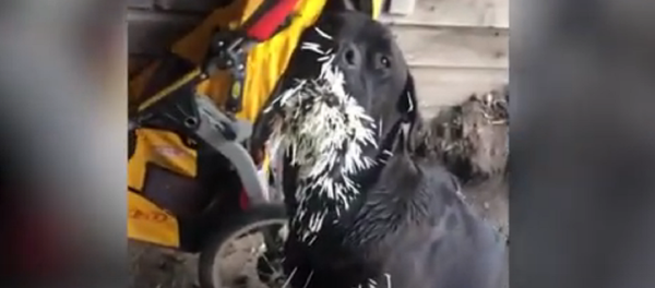 Con 500 espinas clavadas: así ha quedado un perro tras atacar a un puercoespín - Sputnik Mundo