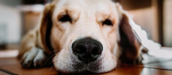 Un labrador Un labrador - Sputnik Mundo