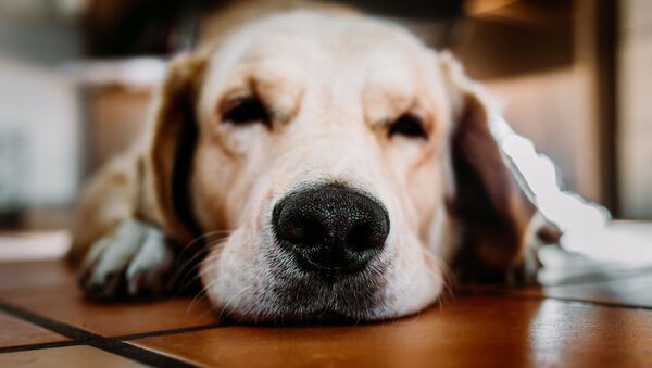 Un labrador - Sputnik Mundo