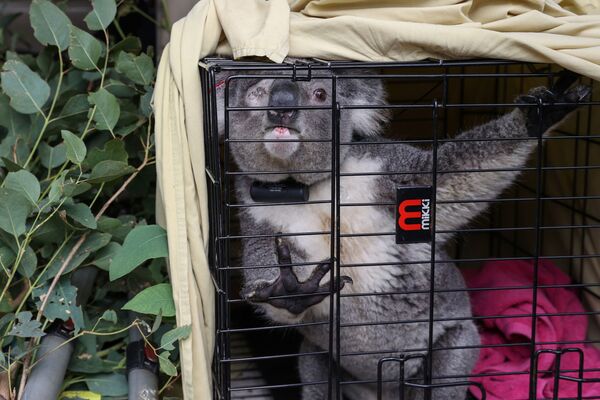 ¿Cómo rescatan a los koalas afectados por los incendios forestales? - Sputnik Mundo