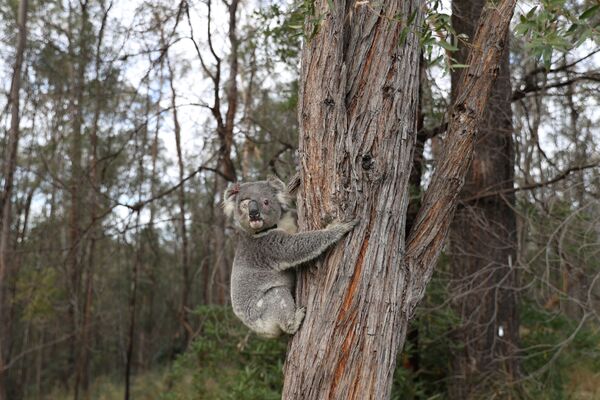 ¿Cómo rescatan a los koalas afectados por los incendios forestales? - Sputnik Mundo