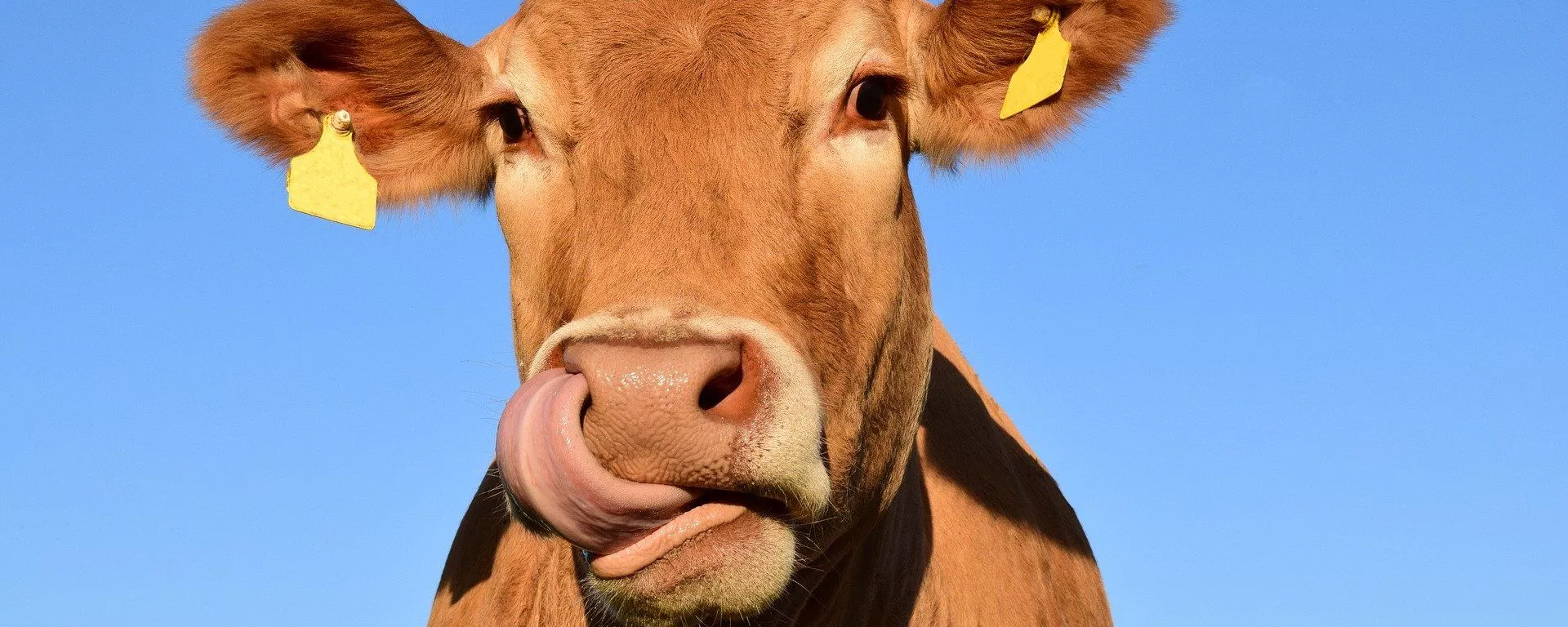 Imagen referencial de una vaca en ganadería - Sputnik Mundo, 1920, 20.10.2020
