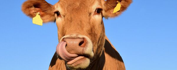 Imagen referencial de una vaca en ganadería Imagen referencial de una vaca en ganadería - Sputnik Mundo