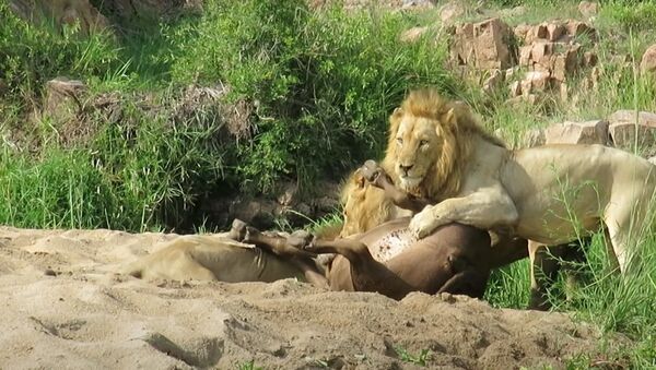 Leones comiendo a un búfalo - Sputnik Mundo