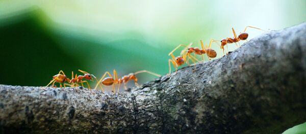 Unas hormigas - Sputnik Mundo
