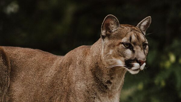 Un puma (archivo) - Sputnik Mundo