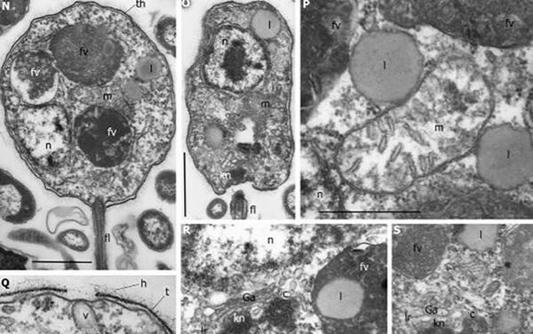 Tunicaraptor, bajo el microscopio - Sputnik Mundo