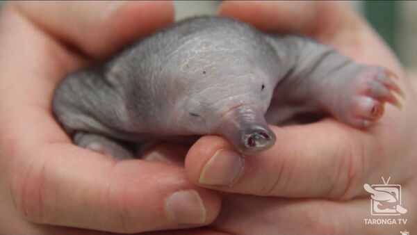 Un bebé equidna - Sputnik Mundo