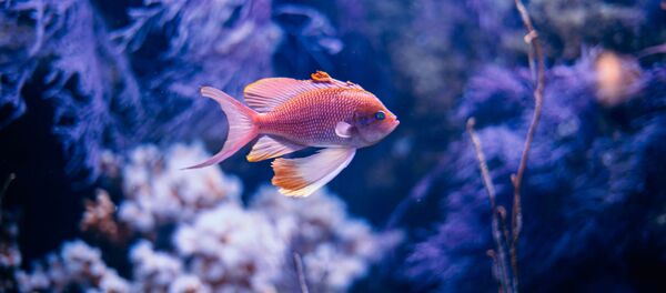 Pez en el agua (imagen referencial) - Sputnik Mundo